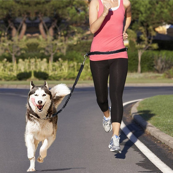 Adjustable Harness Collar for Pets